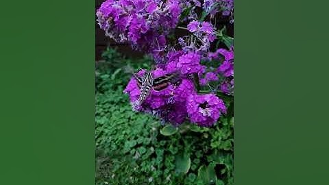 White-lined Sphinx Moth (