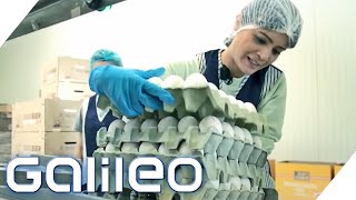 800.000 Eier am Tag: Arbeiten in der größten Eierfabrik Österreichs | Galileo | ProSieben
