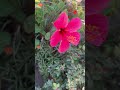 #flowers #bloom #youtubeshorts