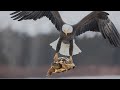 Bald eagle amazing facts  kings of birds 