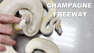 Celebrity Champagne Freeway Clutch Egg Cutting !! More DUCKIES !!! Net Worth