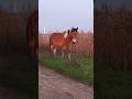 Beautiful horse 🐎 with unusual black-white mane / Красивая лошадь 🐴 с необычной чёрно-белой гривой