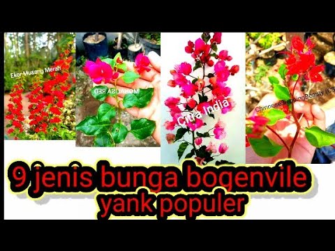 Video: Bougainvillea: Hvordan Vokser Et Stueplante? Hvorfor Falder Blade Og Skovleblade? Beskrivelse Af Typen Bougainvillea Nøgen