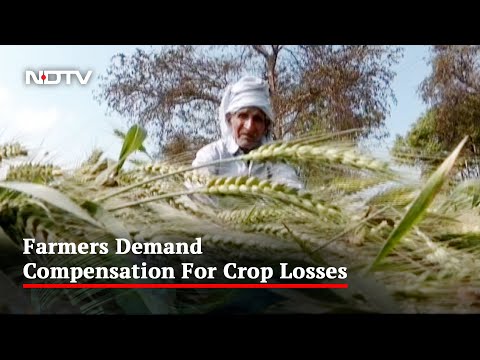 Hailstorm Damages Crops In UP's Modinagar: Farmers Demand Compensation - NDTV