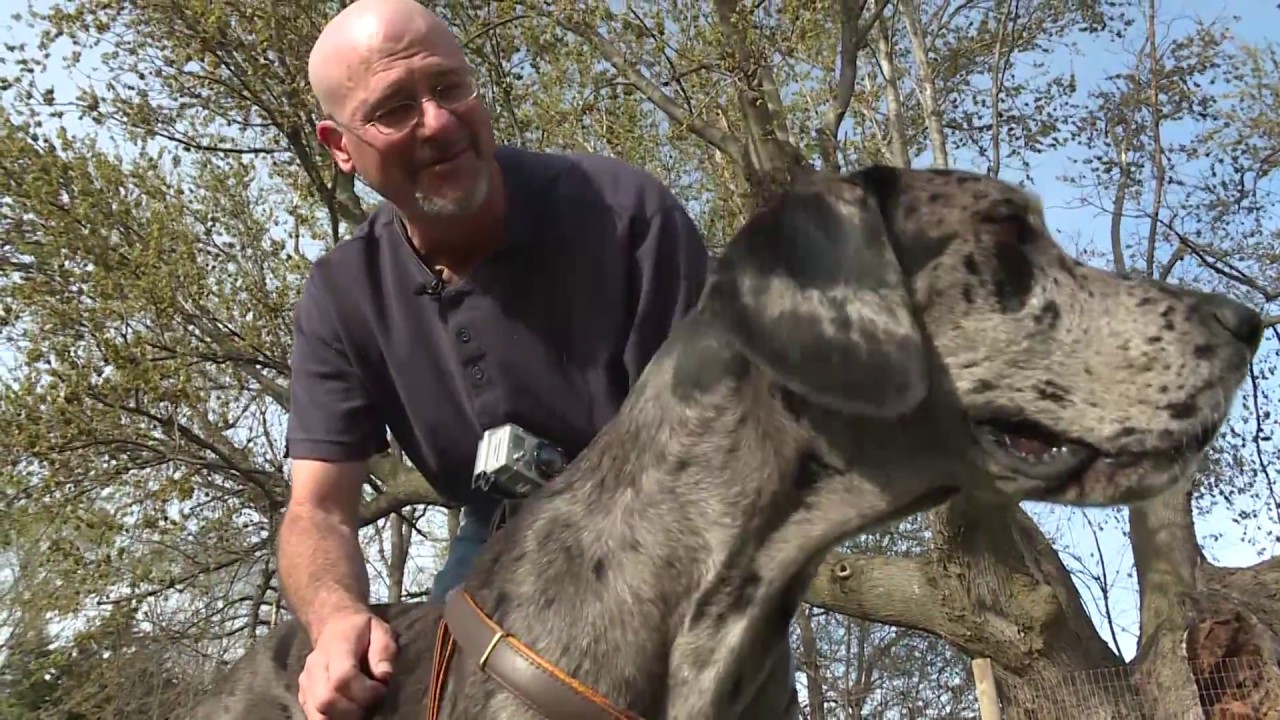 Great Dane Stuck In Tree - Don Granese WOWT - YouTube