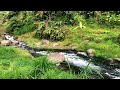 Nature Sounds for Sleeping for Peaceful Sleep under the Trees – Feel Inner Peace