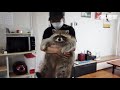 하.. 라쿤 한 마리가 귀여움 하나로 날 미치게 하네.. ㅣCuteness Overload Raccoon Footage *Healing Alert*