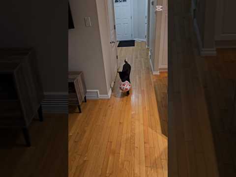 let's play soccer #blackshepherd #puppy #dog