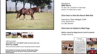 AQH Stallions