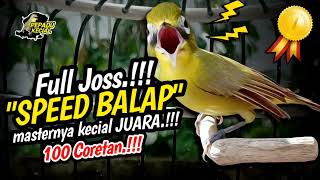 Masteran Kecial Kuning SPEED BALAP‼️Masternya Kecial JUARA Speed 100 CC‼️| PEPADU KECIAL