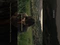 #dailyshorts 7/10 #alonelofi #peace #love #relaxation