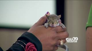 How to take care of a baby squirrel  Everything you need to know