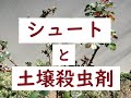 私も何度も失敗してきたバラ栽培。 シュートと土壌殺虫剤について