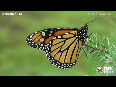 Explore Papillion - Butterfly & Pollinator Garden (A Closer Look)