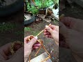 versatile node👍 #knot #rope #tutorials #climbing #bowline