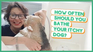 HOW OFTEN SHOULD YOU BATHE YOUR ITCHY DOG?