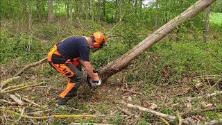 Olivier Bpa Travaux Forestiers Au Cfppa De Bougainville Coupe, Dégage Au Ih 654 Des Arbres Encroués