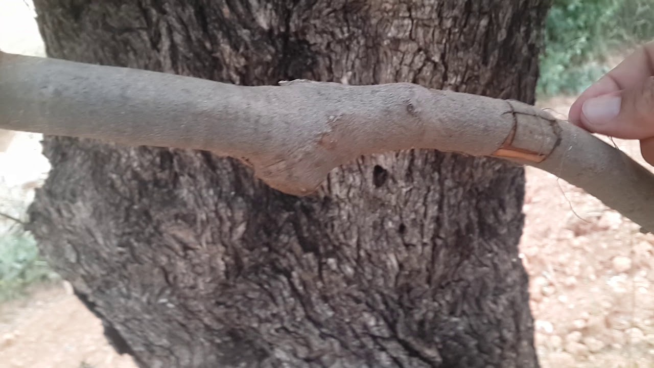 تركيب الزيتون الجزء الثاني