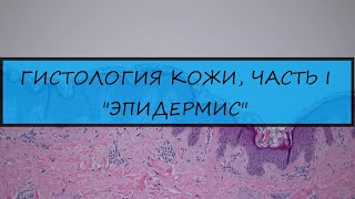 Нормальная гистология кожи: эпидермис