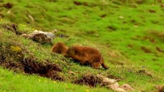 Marmots are eating / alps animals