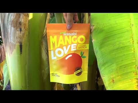 shawn-wasabi---mango-love-(ft.-satica)-[official-audio]