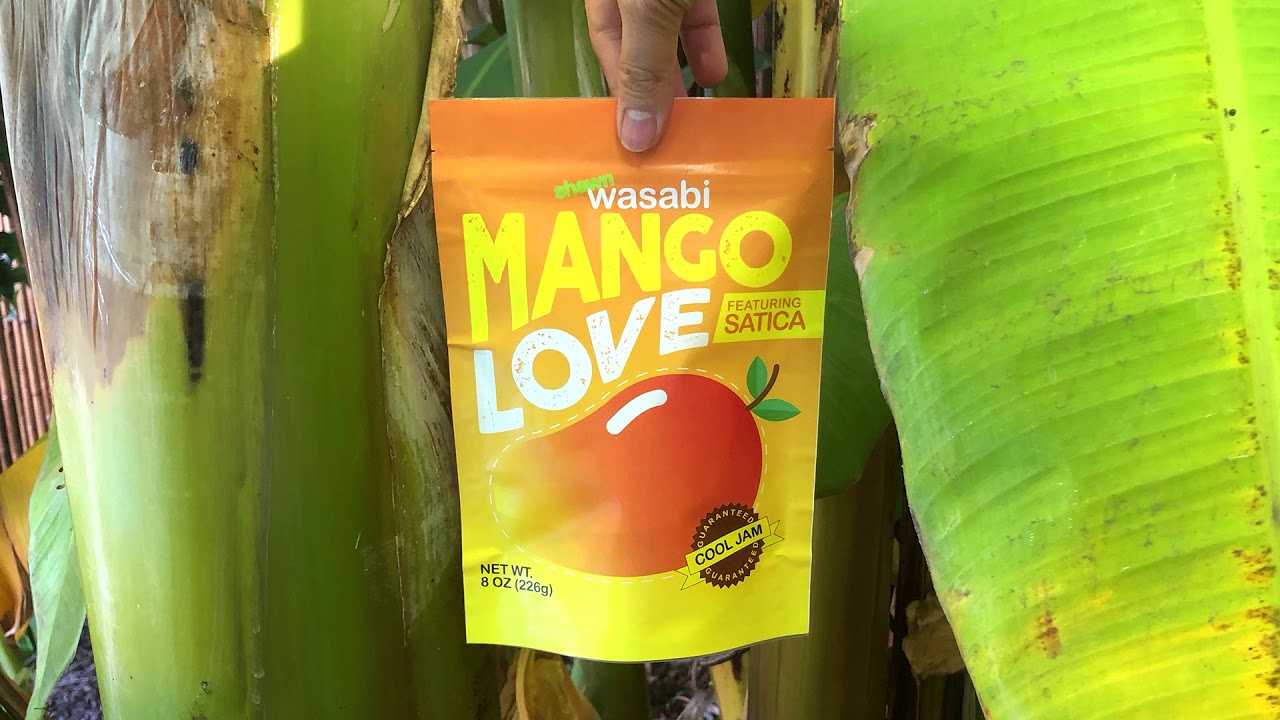 Mango Love Shawn Wasabi Roblox Id Roblox Music Codes - mango roblox