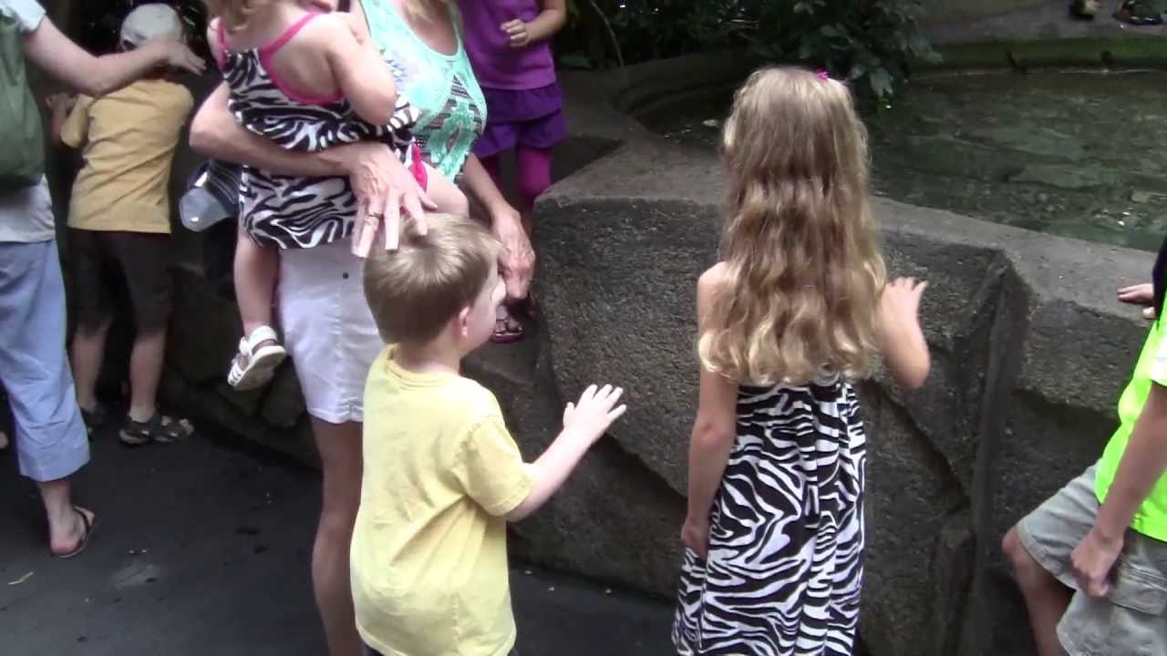 Matilda Wilson Free Flight Aviary 6/21/13 11:15am