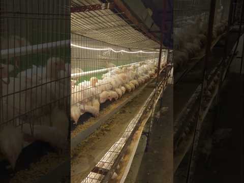 Broiler Farming Experiment in Cage Day 1  | Small Scale Broiler Farming at home🐔🔥❤️