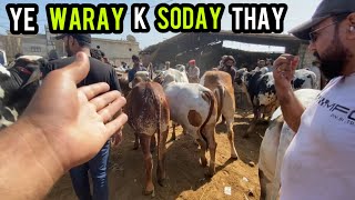 WARAY K SODAY PAY CHORI K RATES? COW MANDI 2024 | DUSRA GHAR