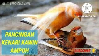 PANCINGAN KENARI KAWIN AMPUH - DIJAMIN TOKCER ! #masteran #pancingankenari #kenarikawin #viralbirds