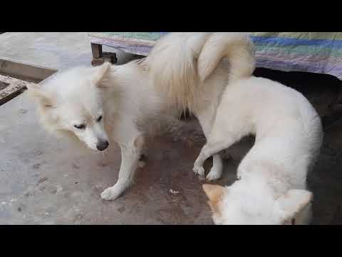 Why Dogs Get Stuck After Mating - Breeding Process Explained || Mating of dogs || Don&rsquo;t hurt dogs