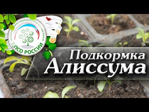 Подкормка Алиссума. Нюансы