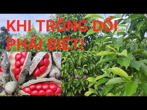 Video: Thông tin về hoa dơi: Cách trồng cây hoa dơi