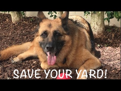 how-to-make-a-side-yard-dog-run---dimples,-gsd-#5