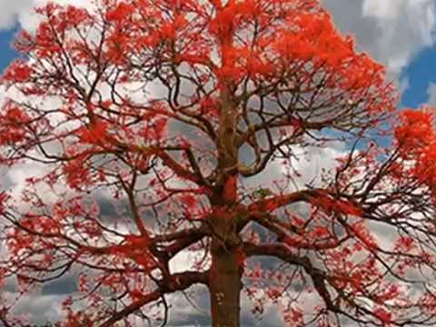 COLD CHISEL - FLAME TREES