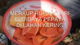 Mendulang Rupiah dari budidaya pepaya di lahan kering