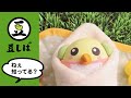 【ベビしば】あやす篇【豆しば】