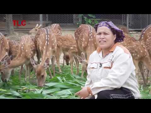 Video trở thành tỷ phú nhờ mô hình nuôi hươu sao tại Thái... - youtube