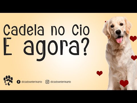 Vídeo: Como Parar Um Cachorro No Cio