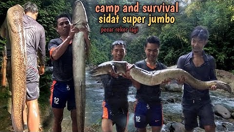 camp survival and spearfishing: ketemu sidat super besar penunggu batu tunggal