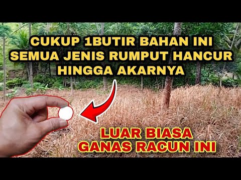 Video: Bunga Herbie Bersih