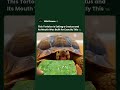 A Tortoise Eating a Cactus Is Not Impressive — It Was Built for It #shorts #tortoise #animals