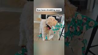 Bear loves shredding paper!  #shorts #funny #dog