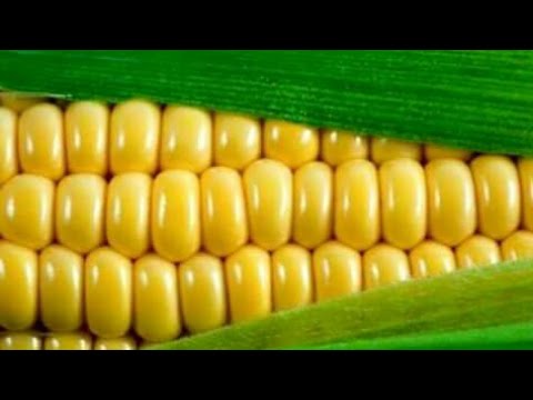 New Oromo Music Ashiita Gannaa Kottu Sirba Jaalala