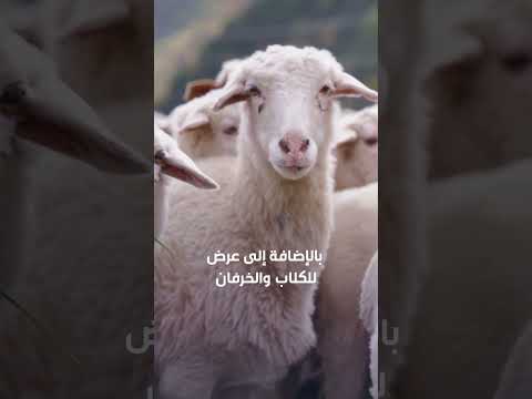 فعاليات موسم الرياض مهرجان الكلاب العالمي ينطلق في ديسمبر