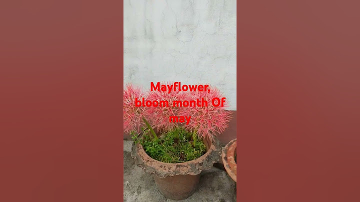 mayflower #mayflower #naturelovers