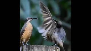 Неприступная красотка. На видео брачный танец щитоносной райской птицы Виктории.