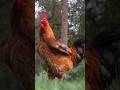 La sélection génétique de la poule #animaux #poulet #vegan