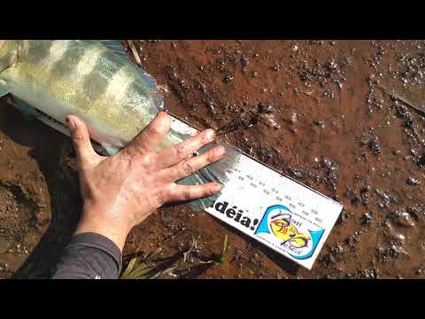 Tucunaré azul na represa de juru Miriam Avaré SP