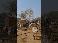 Radhe Radhe Hari Bol Jay Nitai Jay Gour Darshan Giriraj Maharaj